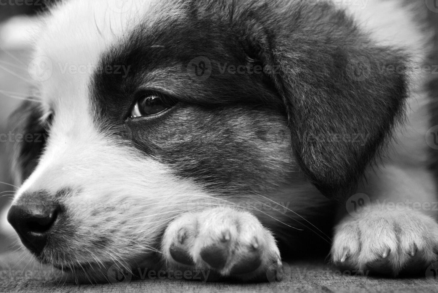 portrait de une petit mignonne chiot photo