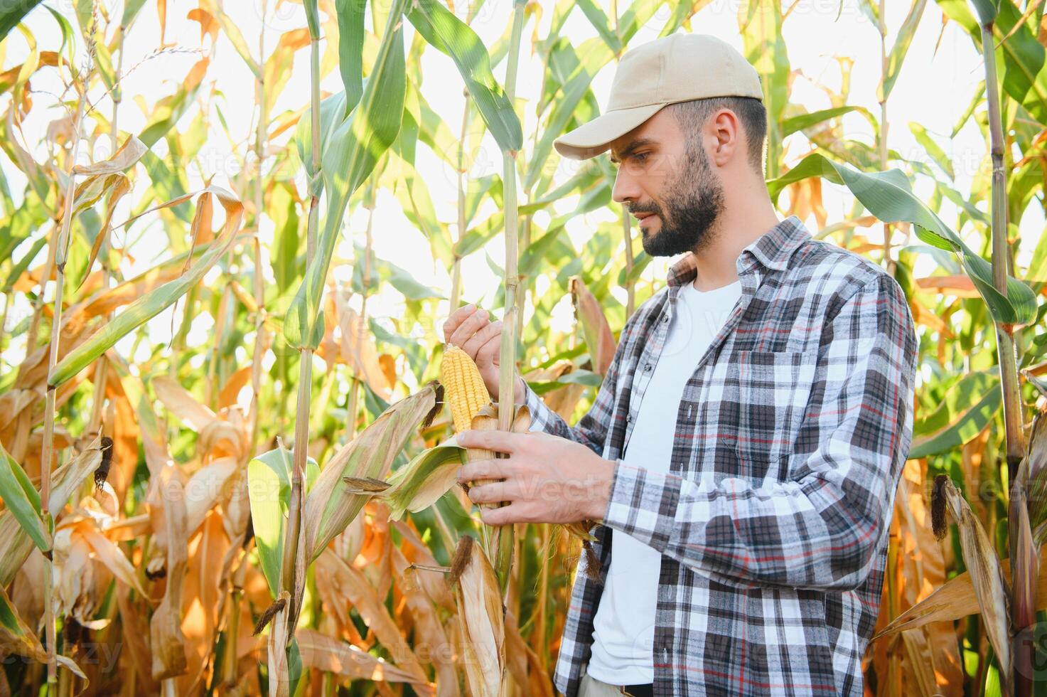 yong Beau agronome dans le blé champ et examiner cultures avant récolte. secteur agroalimentaire concept. agricole ingénieur permanent dans une blé champ photo