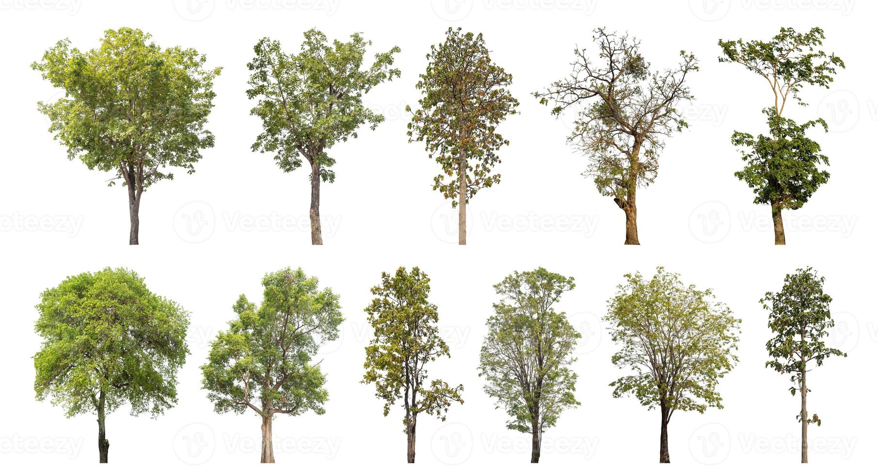collection arbre Couper en dehors de original Contexte et remplacer avec blanc Contexte pour facile à sélection. photo