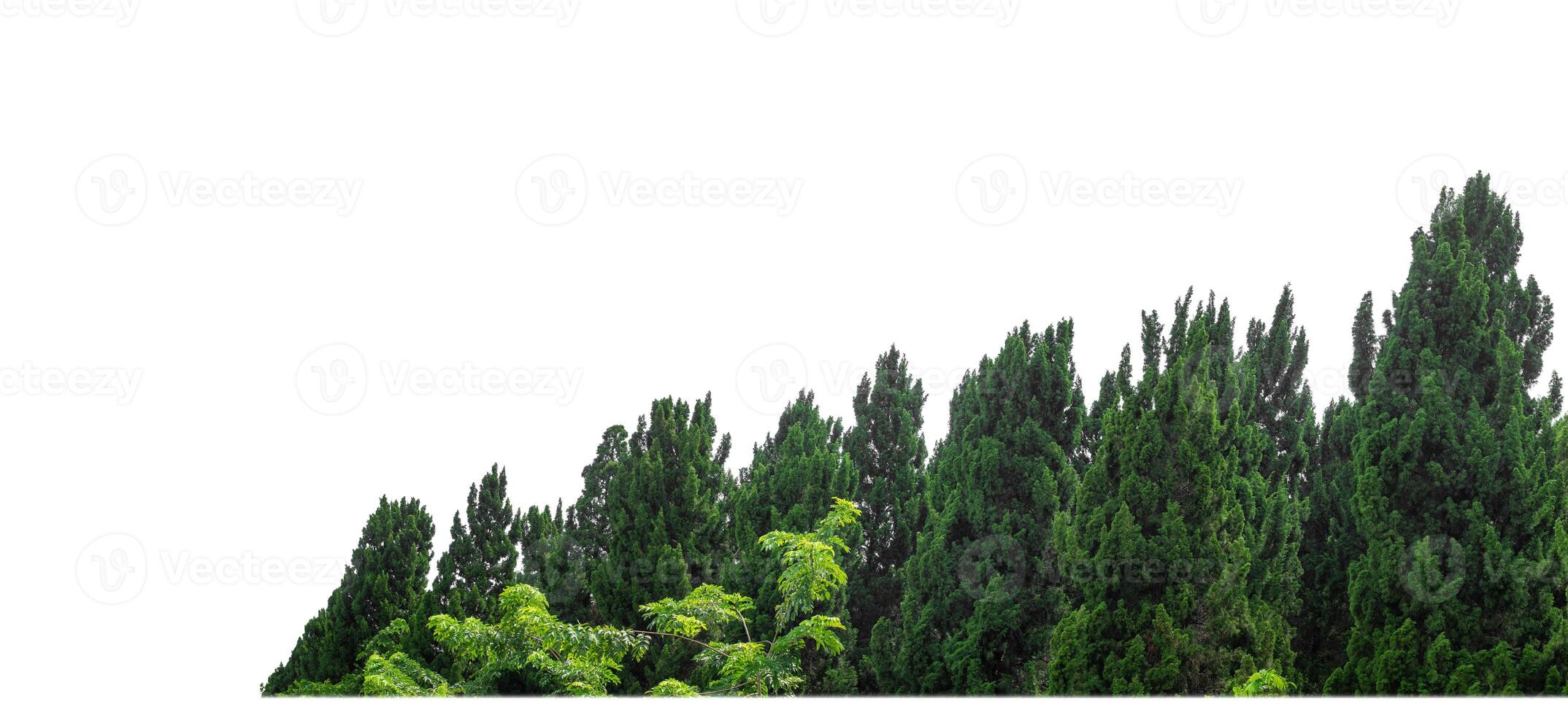 arbres verts isolés sur fond blanc.forêt et feuillage en été pour l'impression et les pages web avec chemin de coupe et canal alpha photo