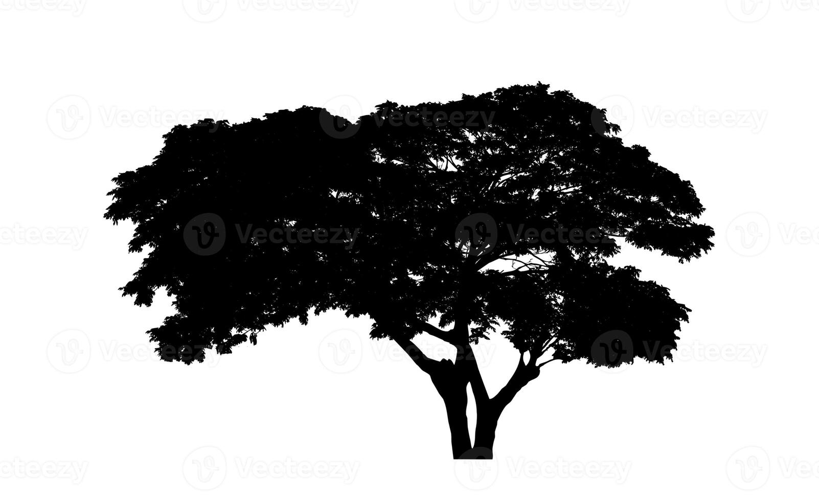 silhouette d'arbre pour pinceau sur fond blanc photo