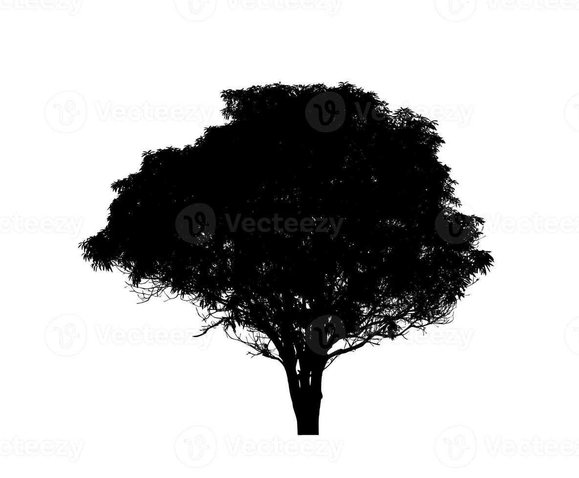 silhouette d'arbre pour pinceau sur fond blanc photo