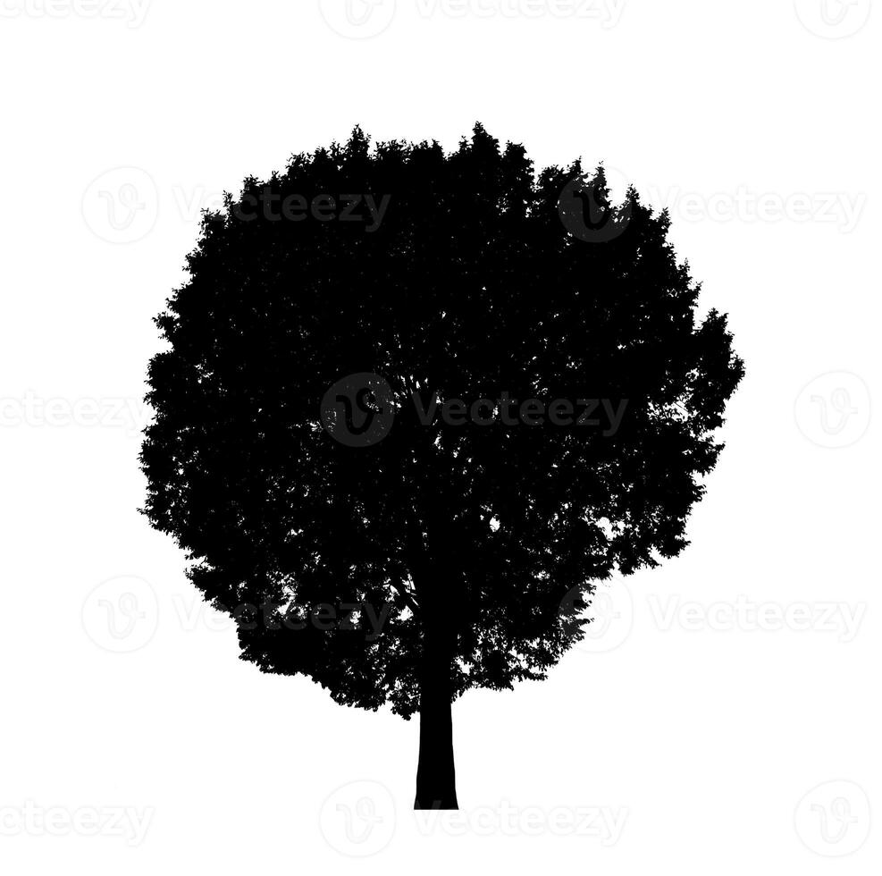 silhouette d'arbre pour pinceau sur fond blanc photo