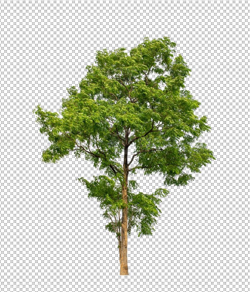 arbre sur transparent Contexte avec coupure chemin, Célibataire arbre avec coupure chemin et alpha canal photo