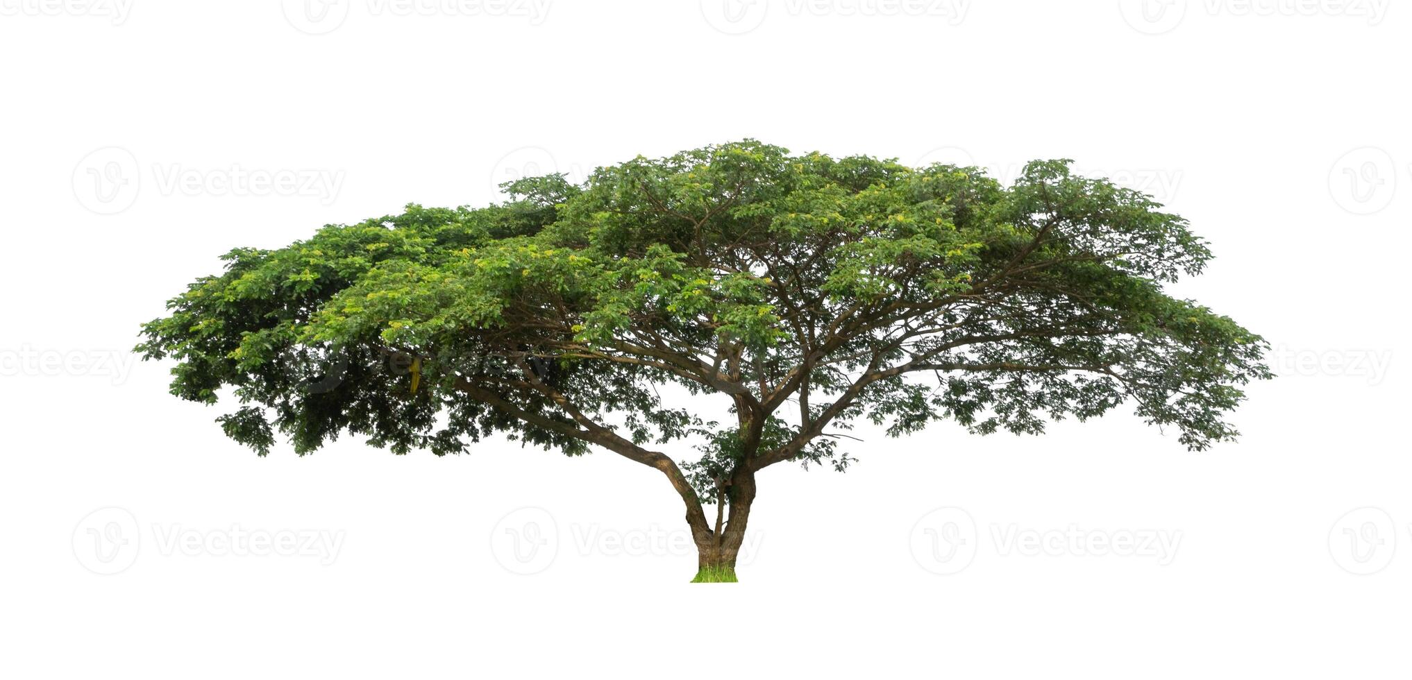 les arbres isolés sur fond blanc conviennent à la fois à l'impression et aux pages Web photo