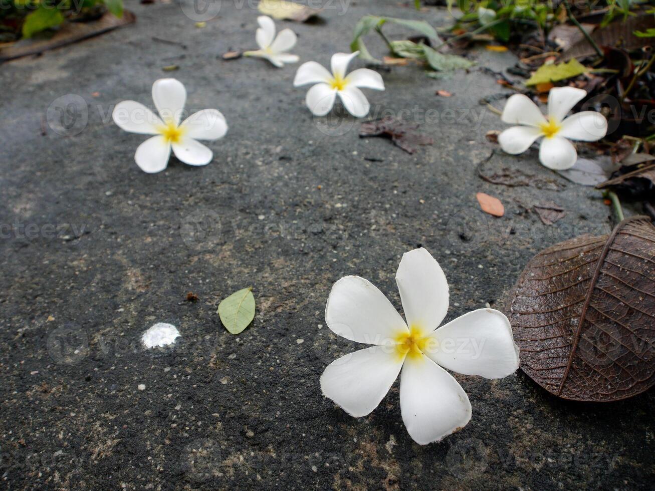 blanc fleurs sur le route. photo