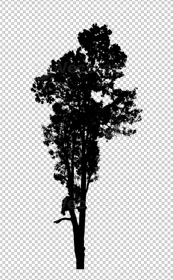 silhouette d'arbre sur fond transparent avec chemin de détourage et alpha photo