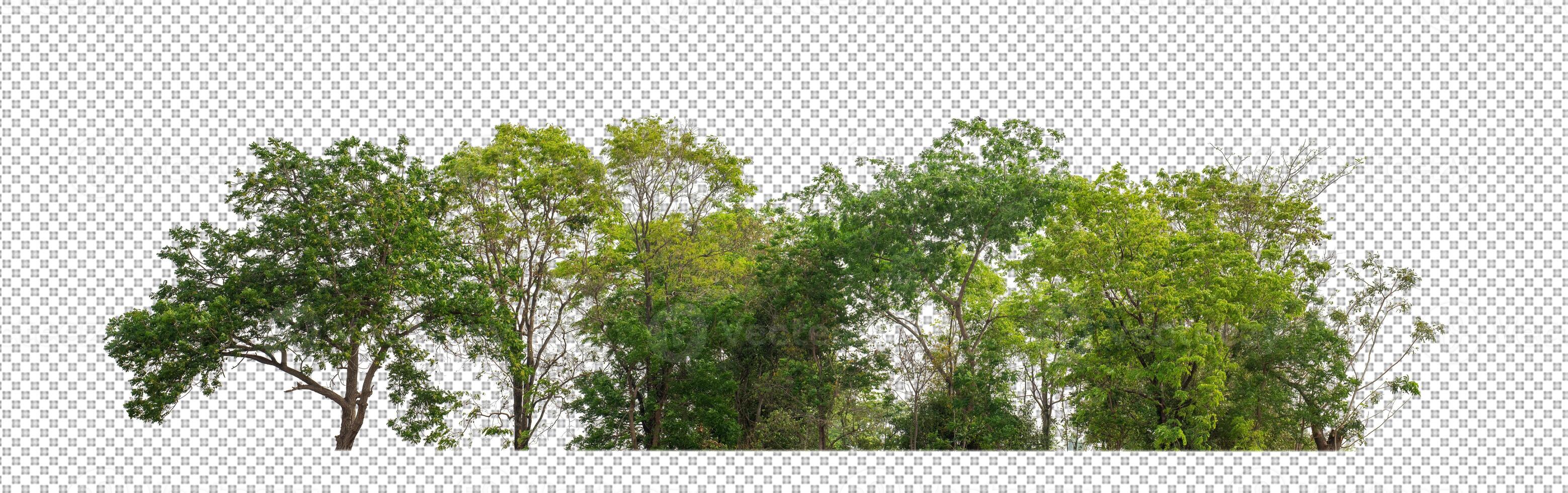 vert des arbres isolé sur transparent Contexte forêt et été feuillage pour tous les deux impression et la toile avec Couper chemin et alpha canal photo