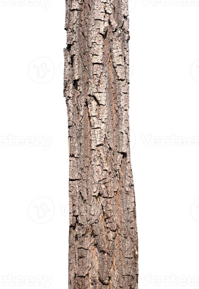 tronc d'un arbre isolé sur fond blanc photo