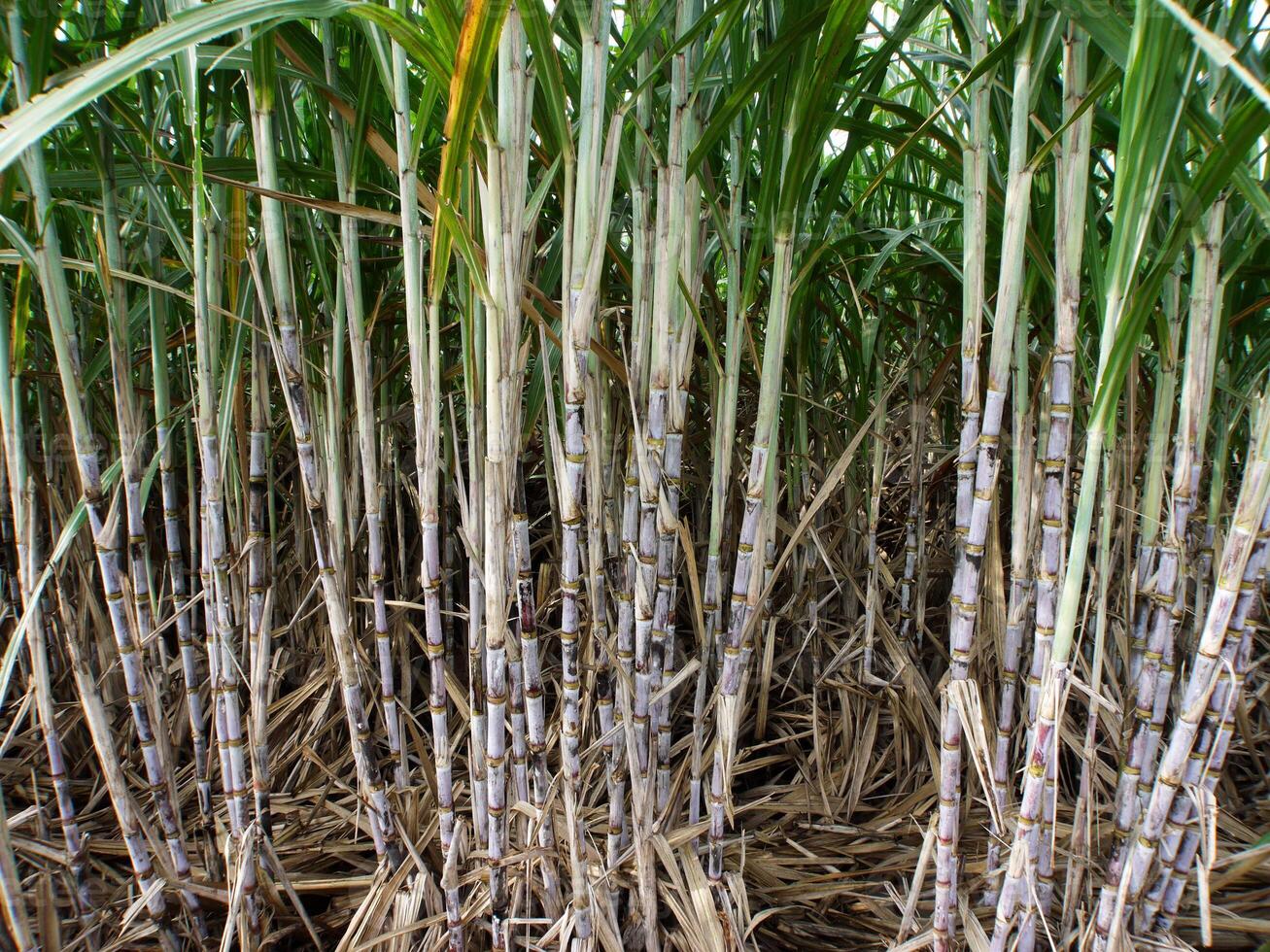 plantations de canne à sucre, la plante tropicale agricole en thaïlande photo