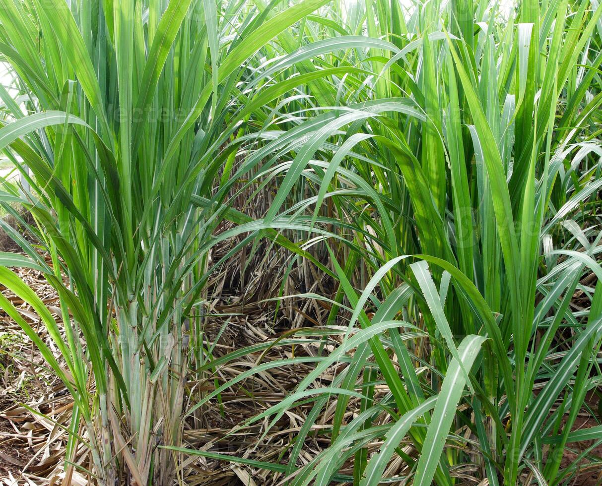 plantations de canne à sucre, la plante tropicale agricole en thaïlande photo