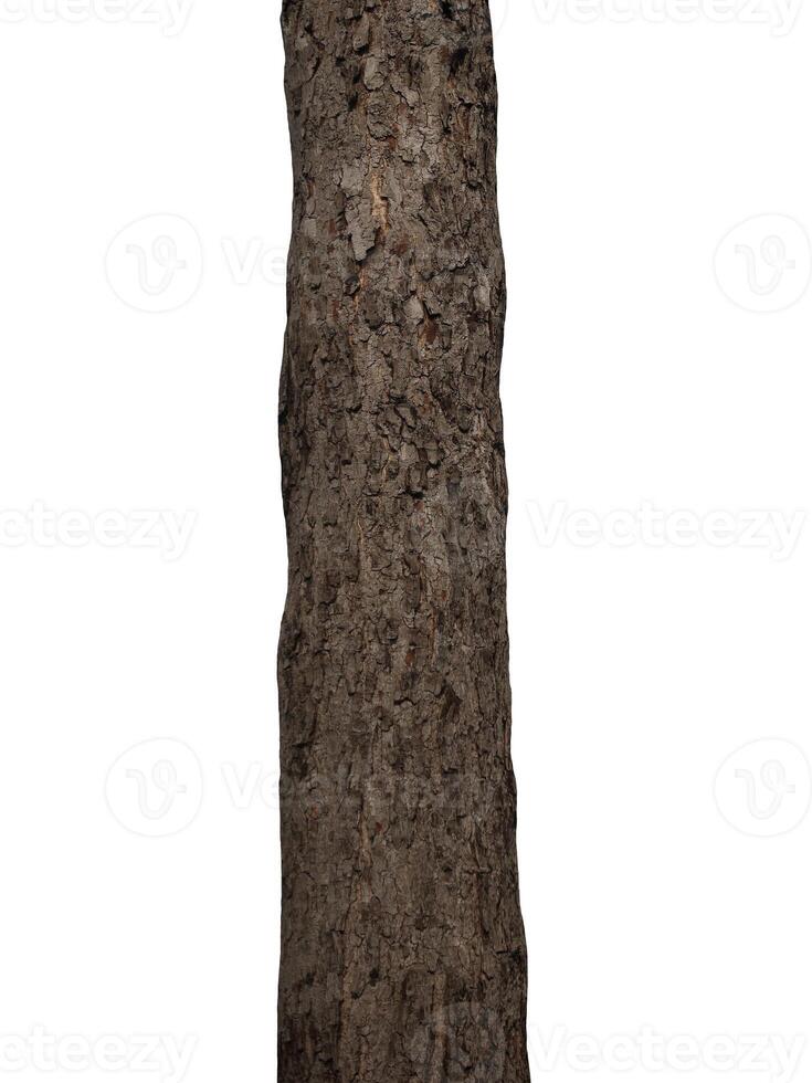 tronc d'arbre isolé sur fond blanc photo