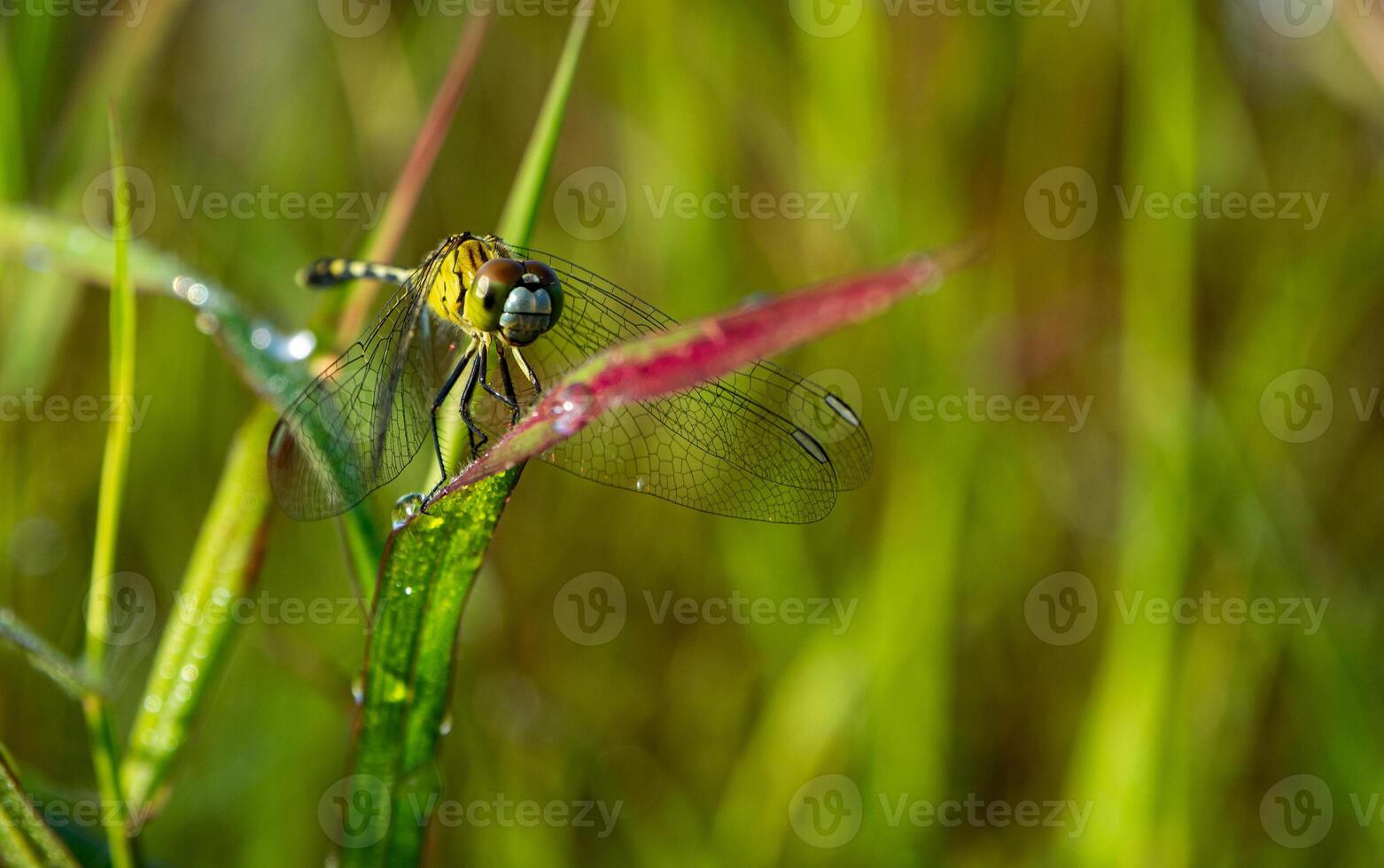 Jaune libellule perché sur le feuille. fermer de libellule. midi. vert Contexte photo