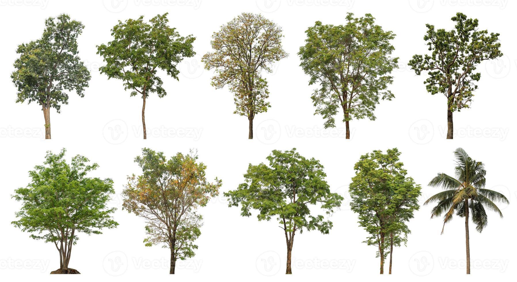 collection arbre Couper en dehors de original Contexte et remplacer avec blanc Contexte pour facile à sélection. photo