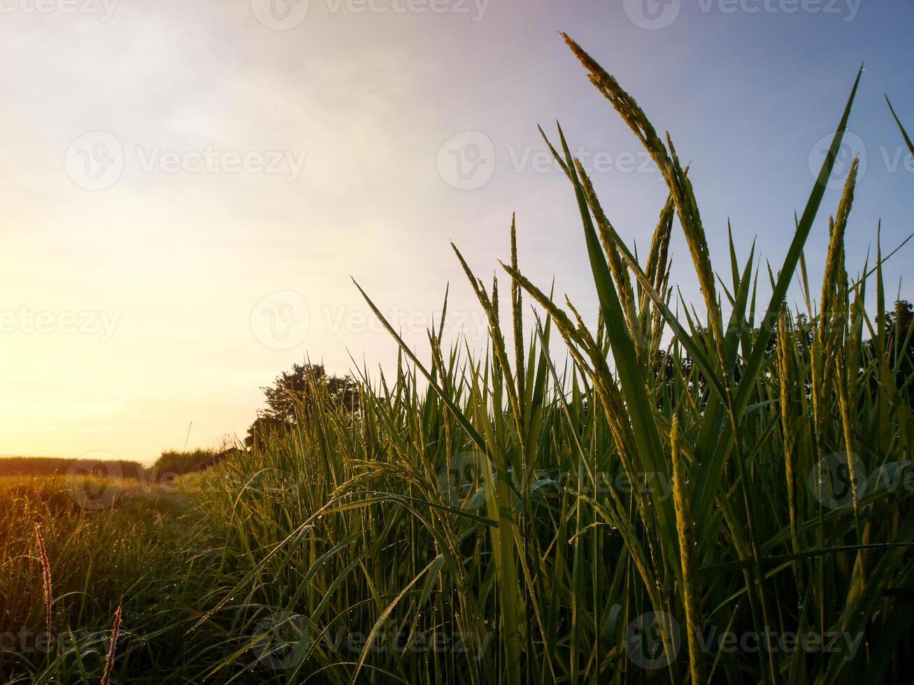 spectaculaire le coucher du soleil sur, Orange Soleil en hausse en haut plus de le horizon photo