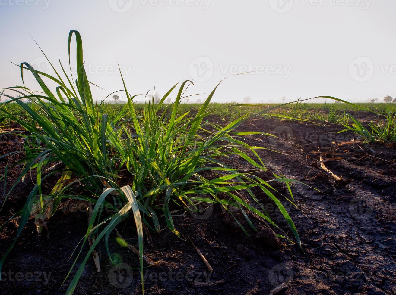 plantations de canne à sucre, la plante tropicale agricole en thaïlande photo