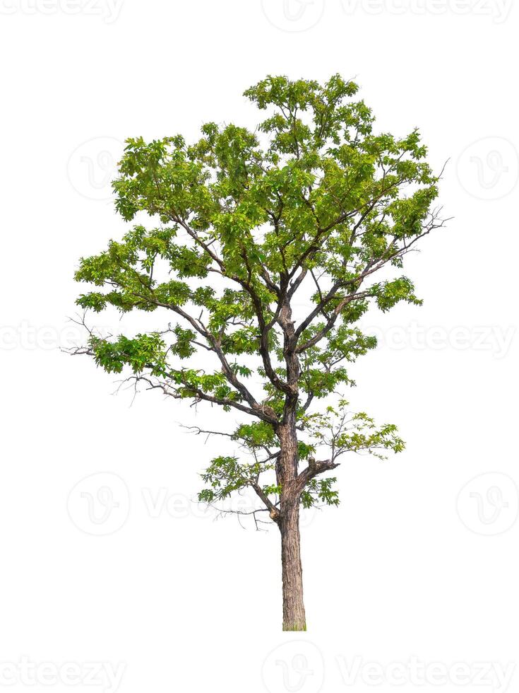 les arbres isolés sur fond blanc conviennent à la fois à l'impression et aux pages Web photo