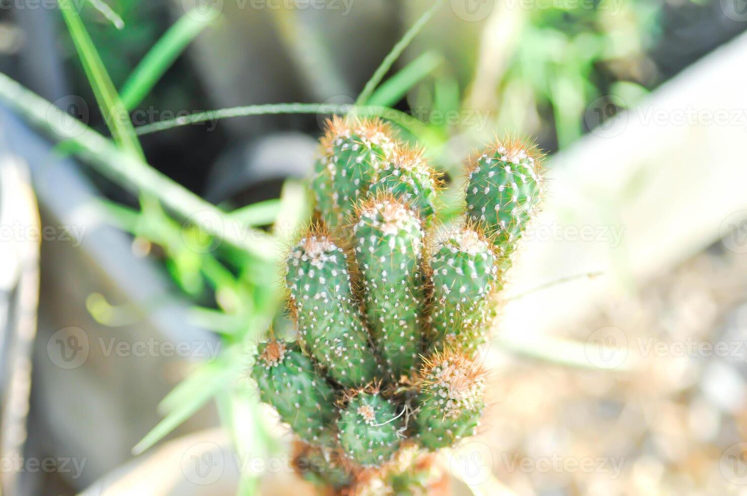 cactus , ériocereus Harrisia jusbertii ou cactus ou Conte de fée Château ou cereus péruvien ou mammillaria photo