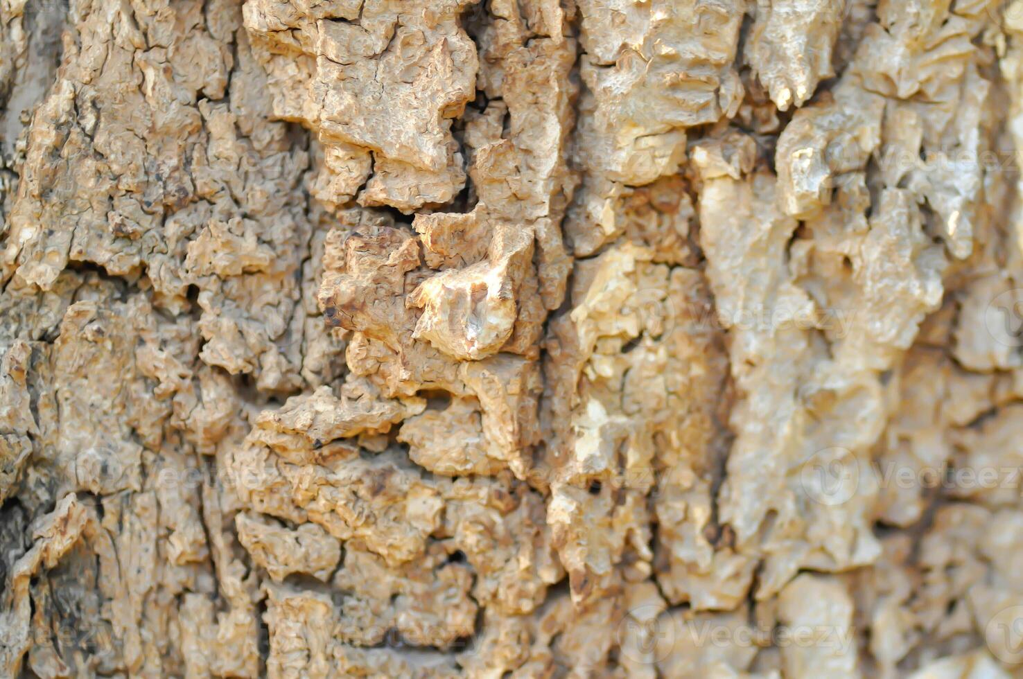 arbre écorce ou écorce , alstonie érudit ou apocynacées ou diable arbre ou blanc bois de fromage ou diable écorce ou noir planche arbre photo