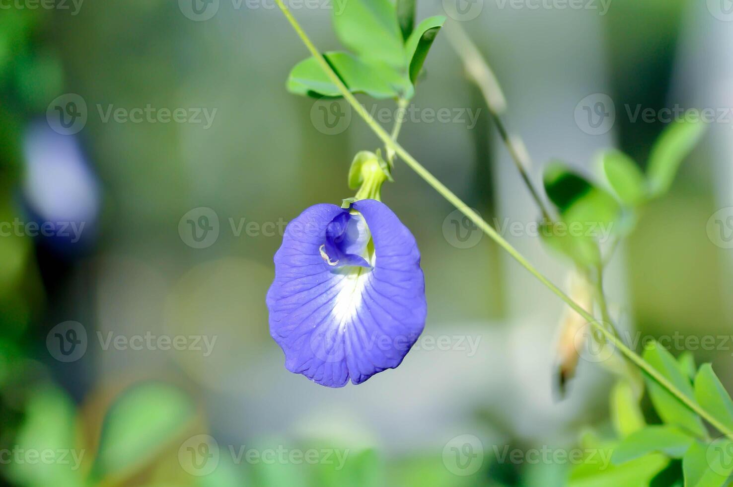 papillon pois , bleu pois fleur ou clitoris ternatea l photo