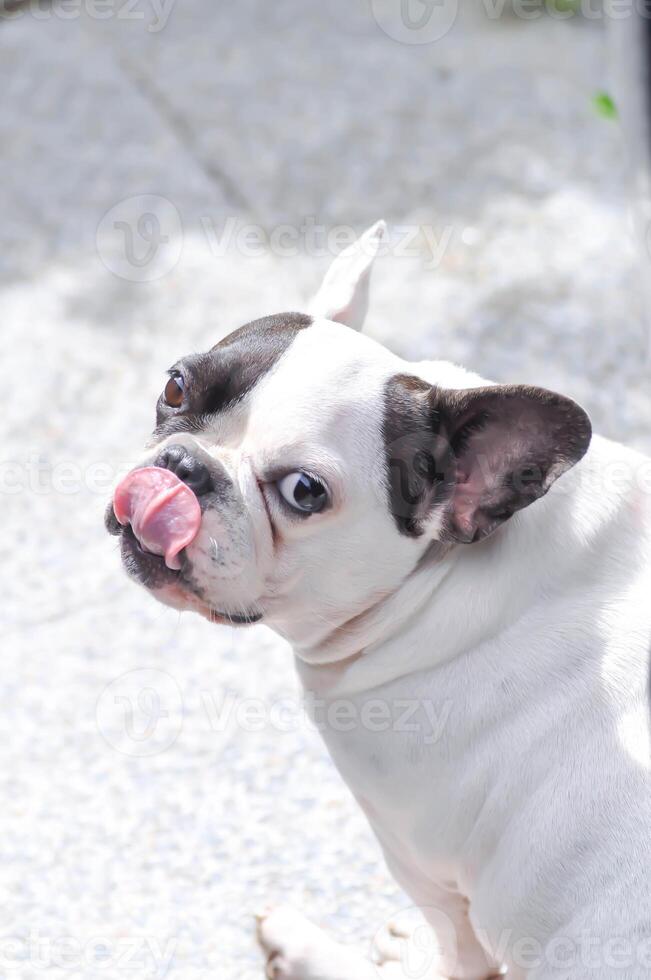 français bouledogue ou mettre sur langue chien , Jeune français bouledogue photo