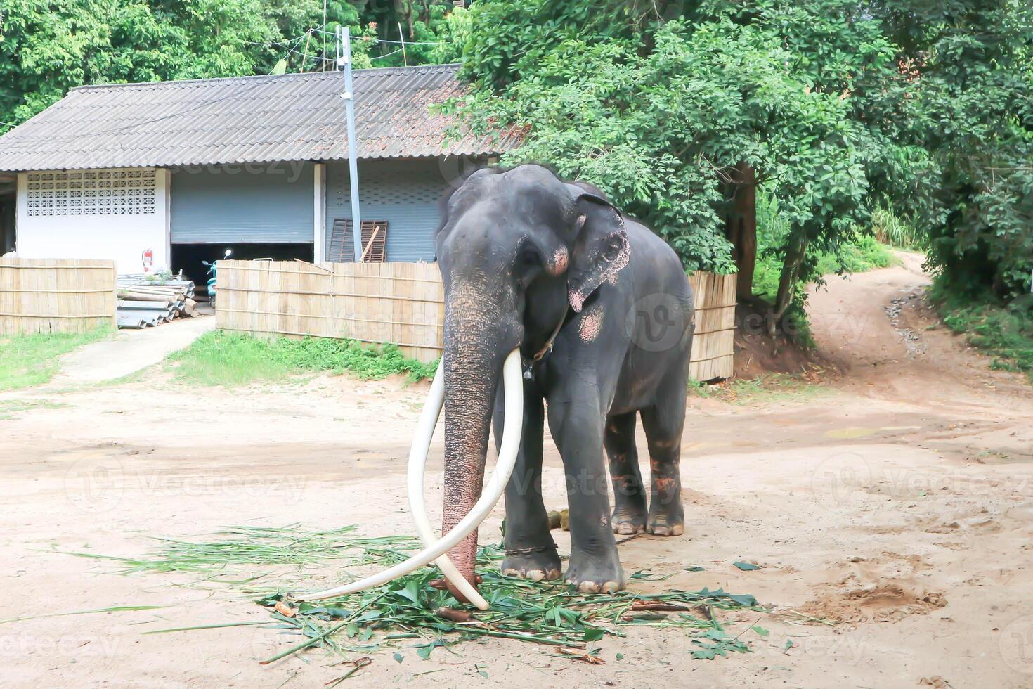 l'éléphant ou asiatique éléphant, thaïlandais l'éléphant photo