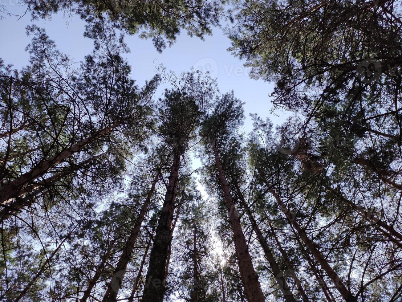 vert été forêt Contexte. haute des arbres la perspective vue de le sol photo