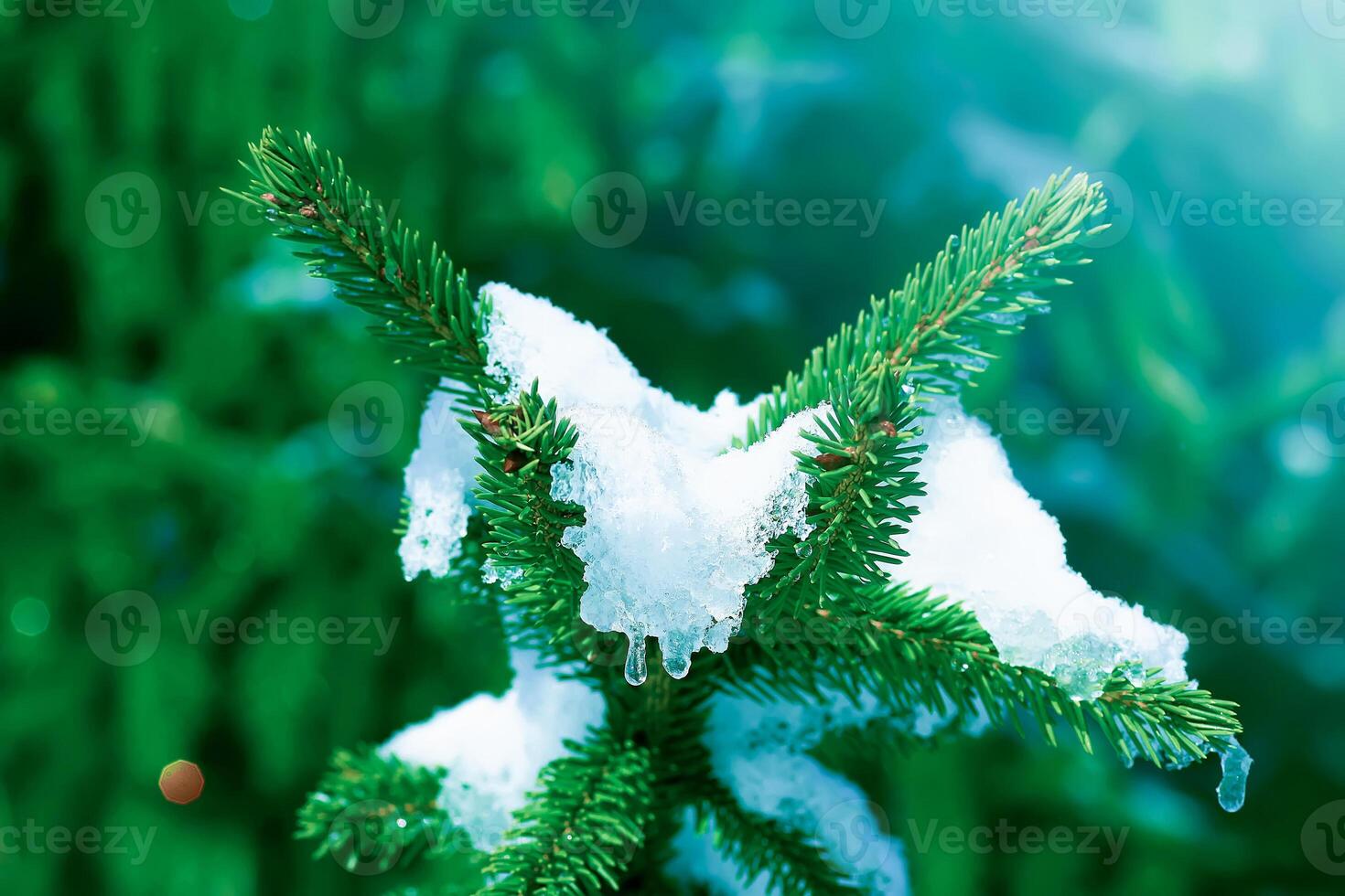 neige couvert sapin arbre branches en plein air. photo