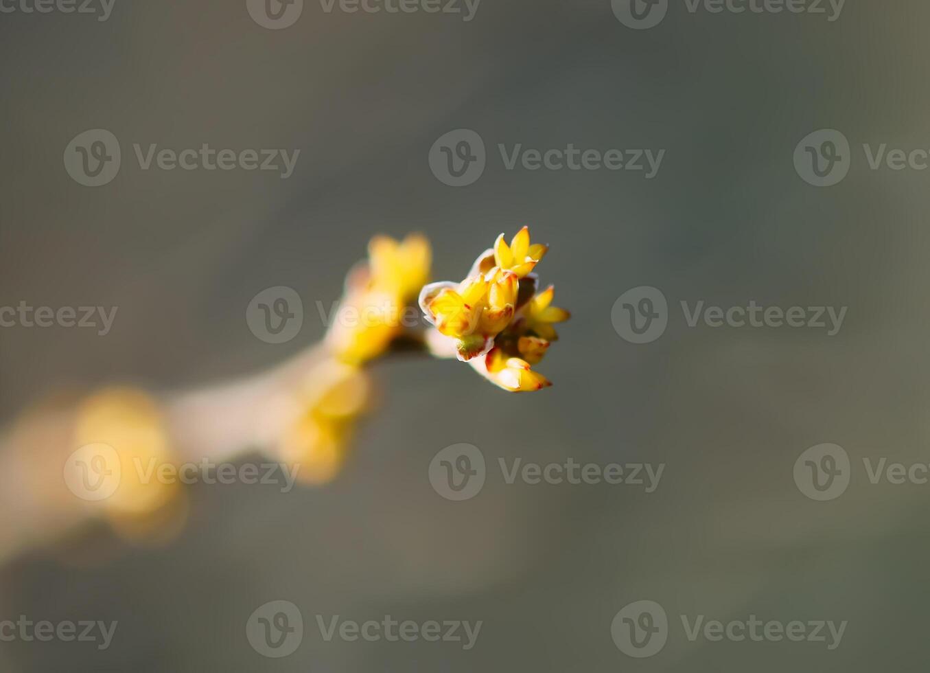 bourgeons et premier feuilles sur arbre branches. photo