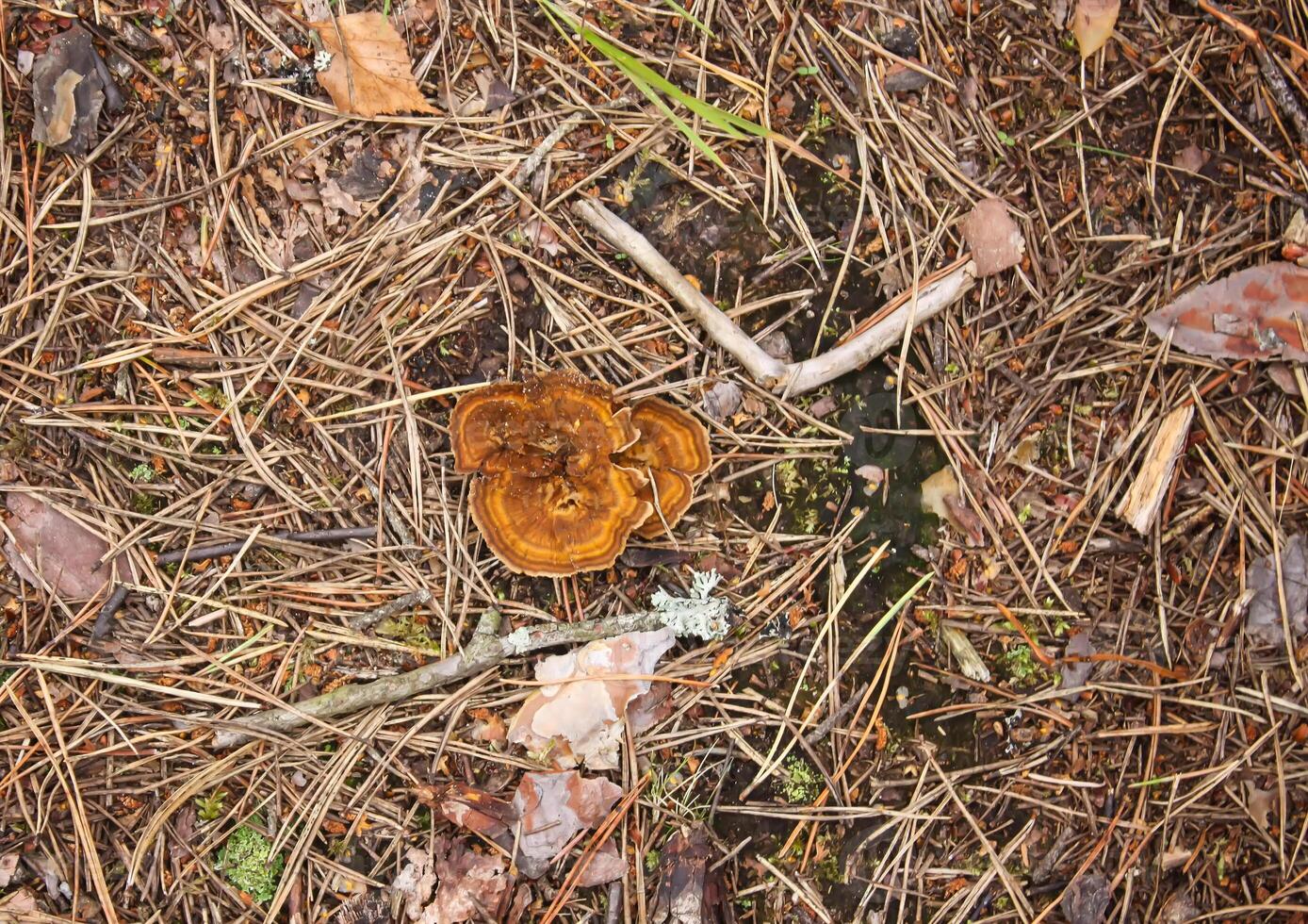 sauvage myrtille dans été forêt. photo