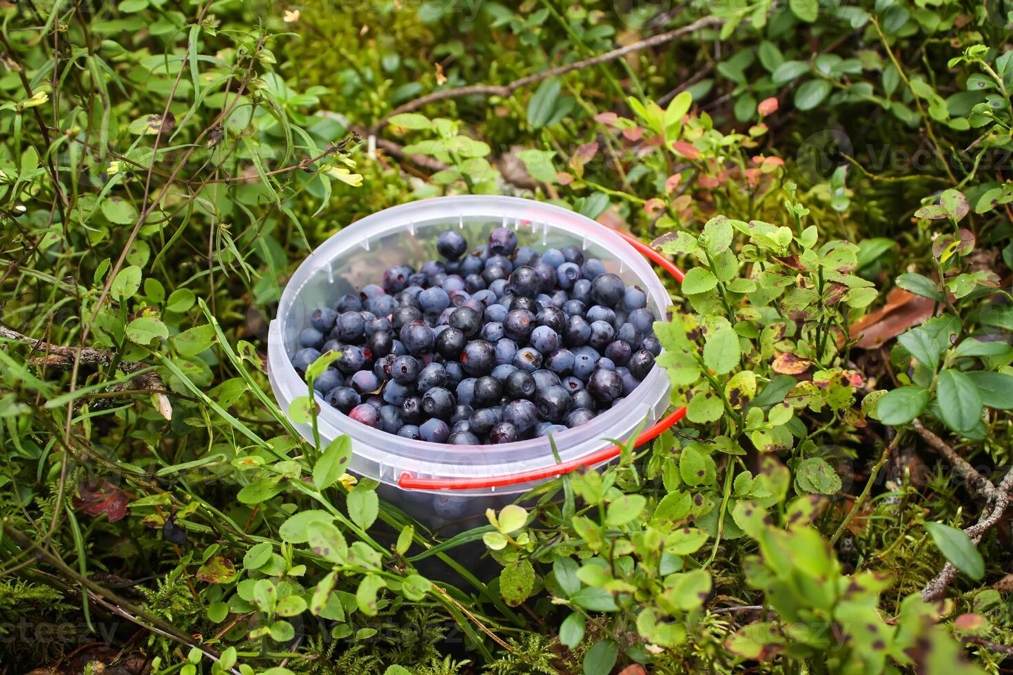 sauvage myrtille dans été forêt. photo