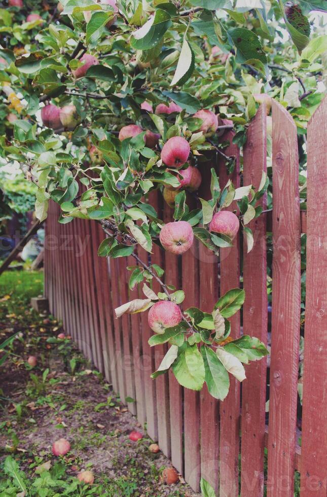 pommes rouges sur un arbre photo