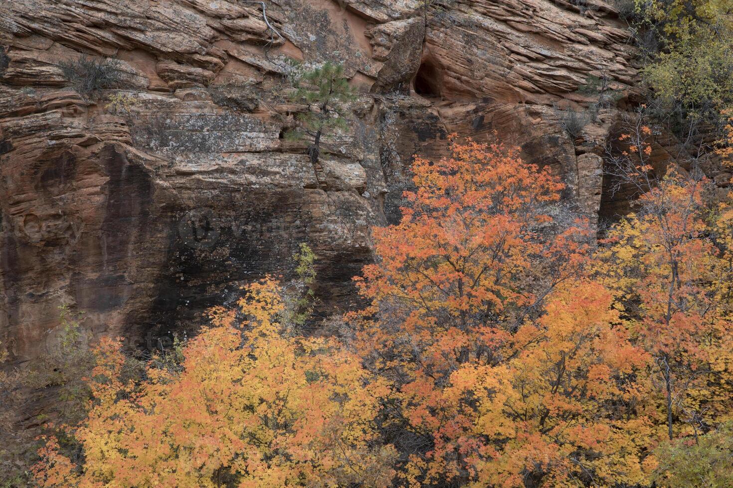 Sion tomber couleurs photo