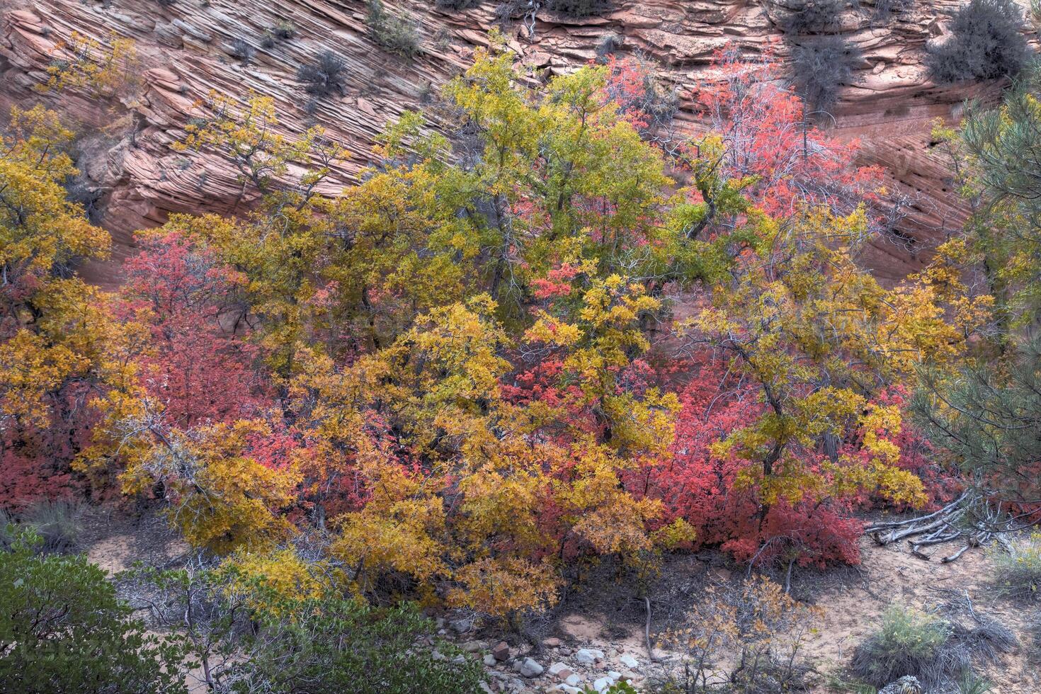 Sion tomber couleurs photo