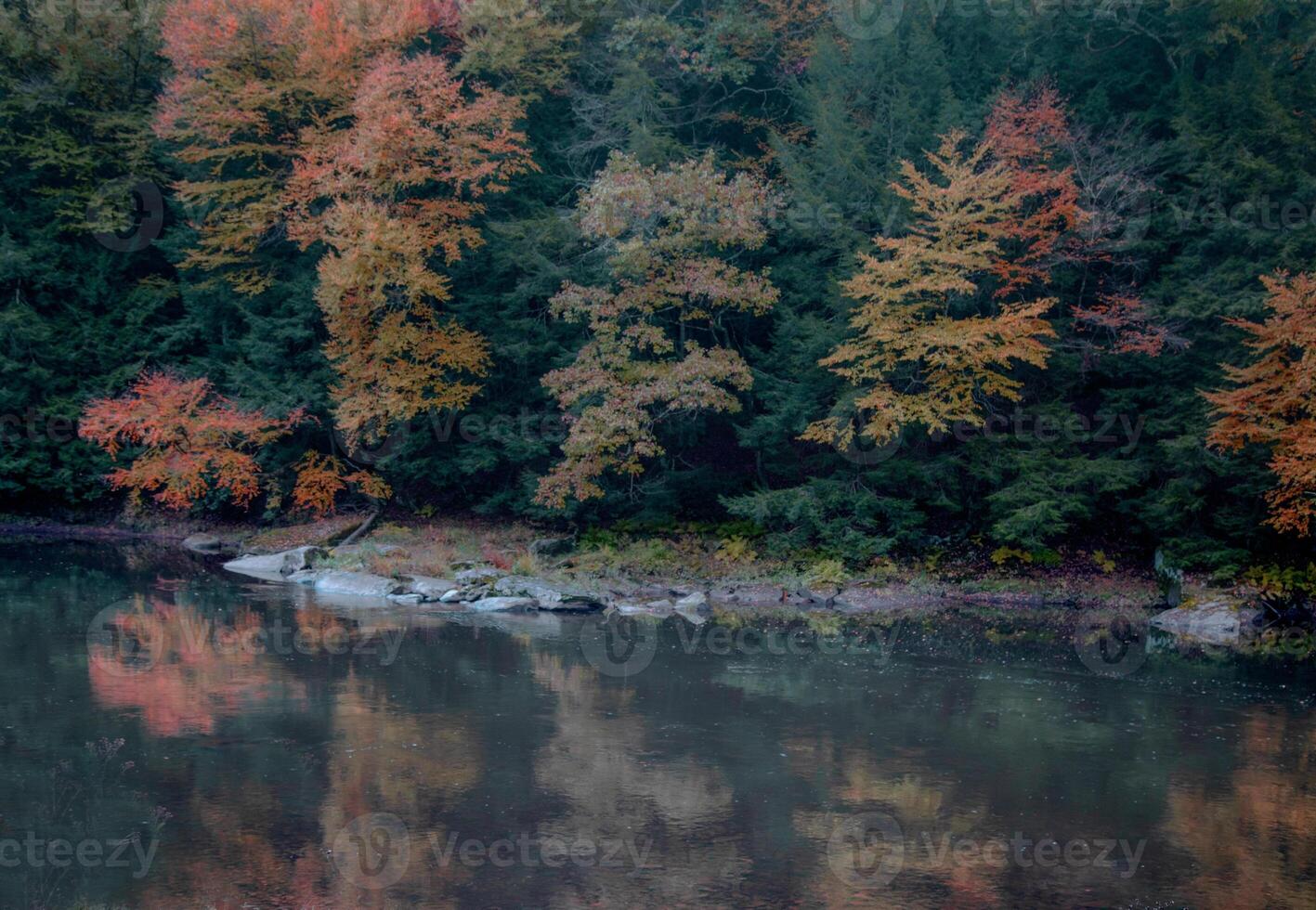 cuisinier forêt Etat parc photo