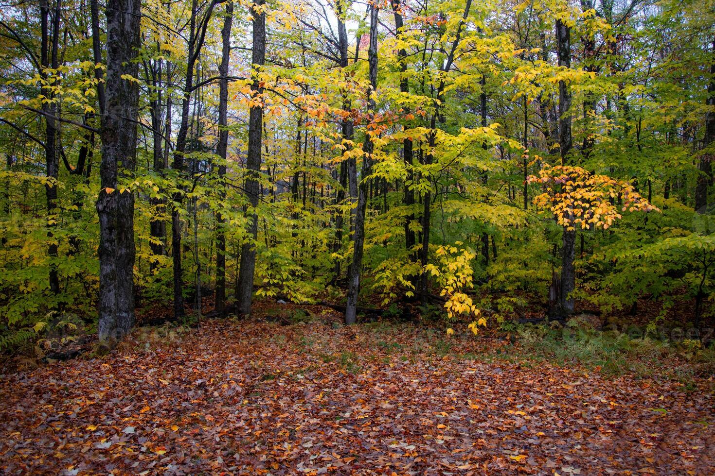 Nouveau Hampshire tomber couleurs photo