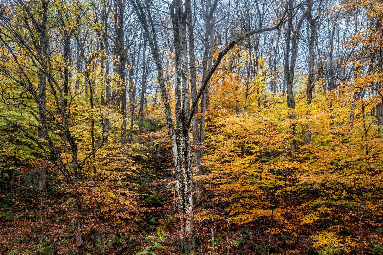 Nouveau Hampshire tomber couleurs photo