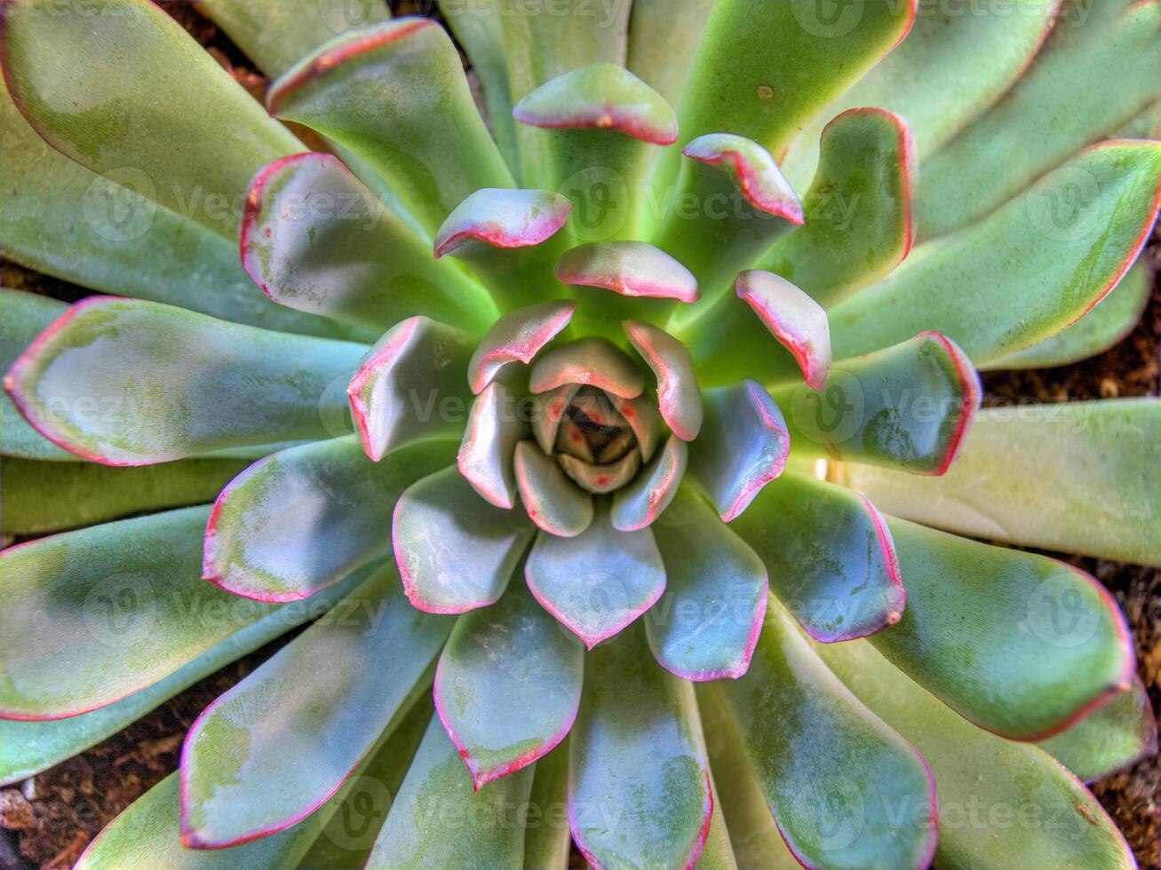 Haut vue de cactus plante photo