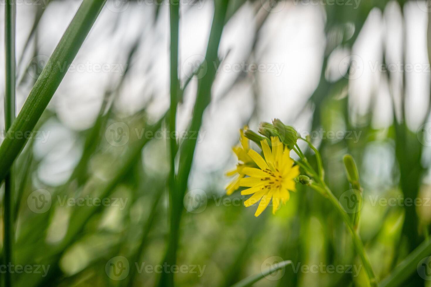 peu Jaune fleur Oriental faux hawksbeard jeune japonica sur le vert jardin. photo est adapté à utilisation pour la nature arrière-plan, botanique affiche et jardin contenu médias.