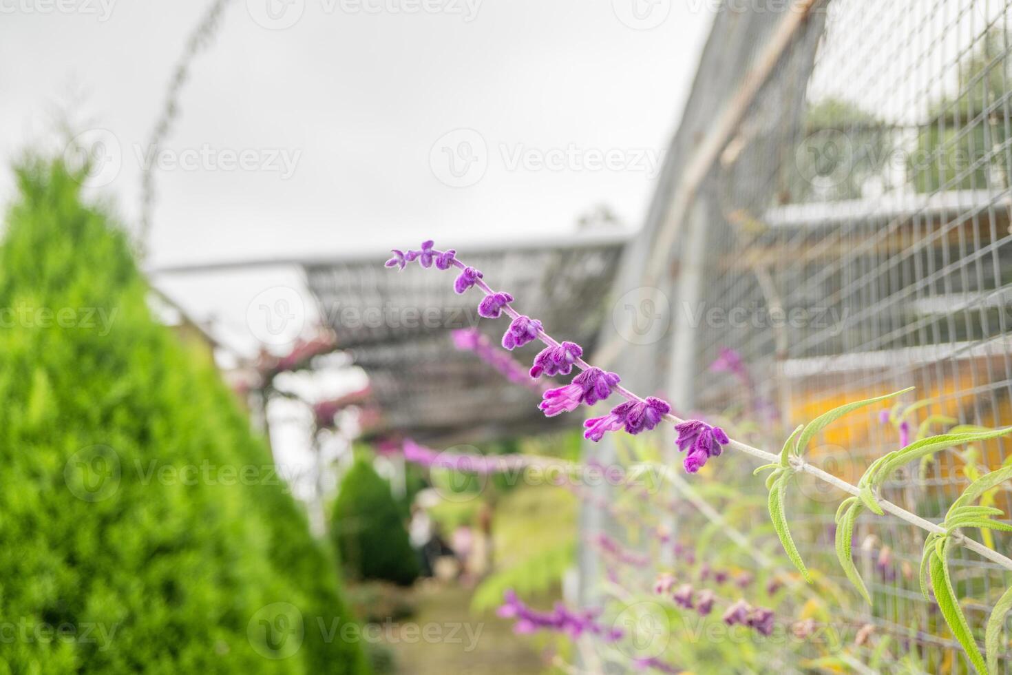 petit violet fleur de mexicain buisson sauge salvia leucantha sur le jardin. photo est adapté à utilisation pour la nature arrière-plan, botanique affiche et jardin contenu médias.