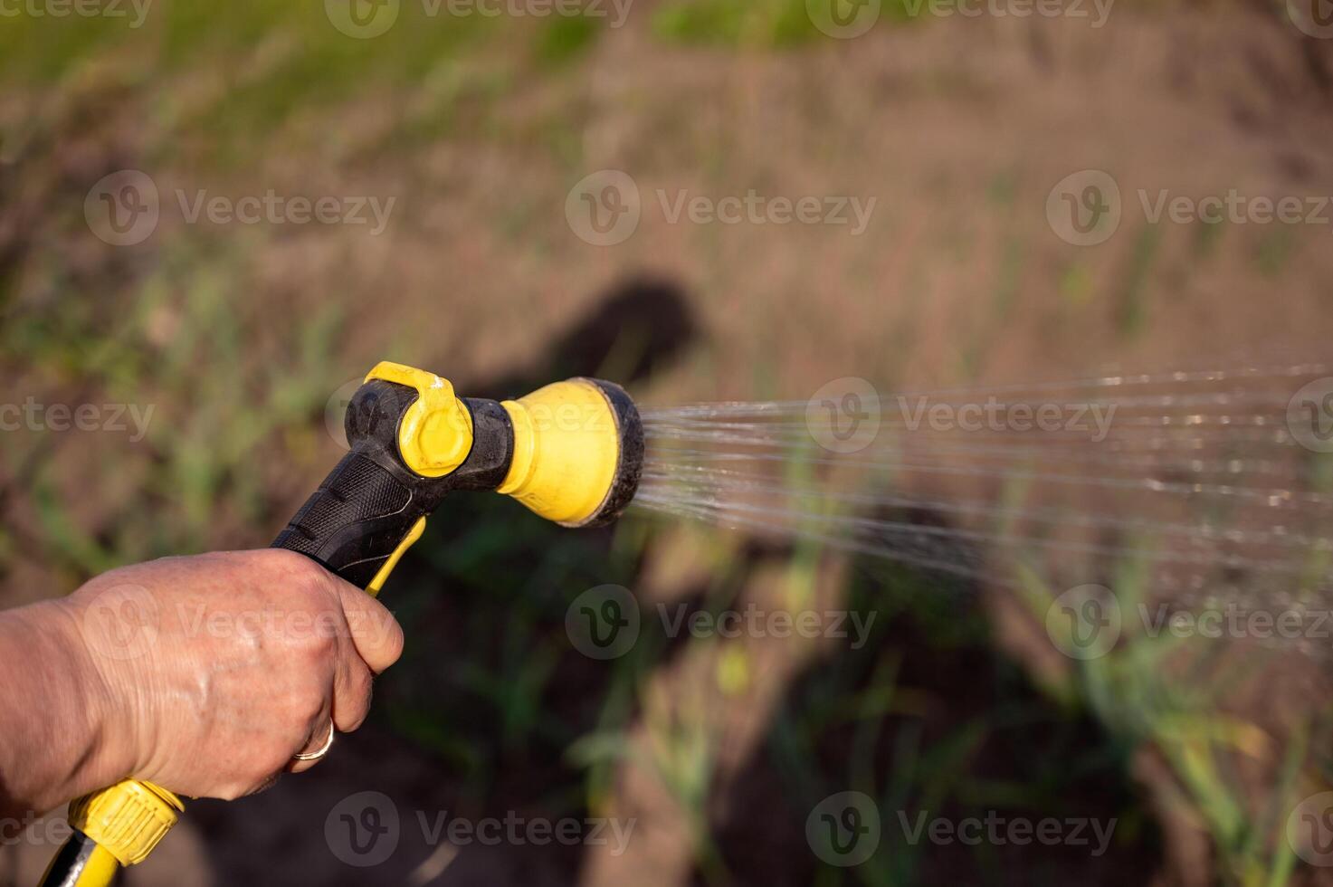 printemps arrosage de légume jardin de une arroseur, fermer, sélectif concentrer photo