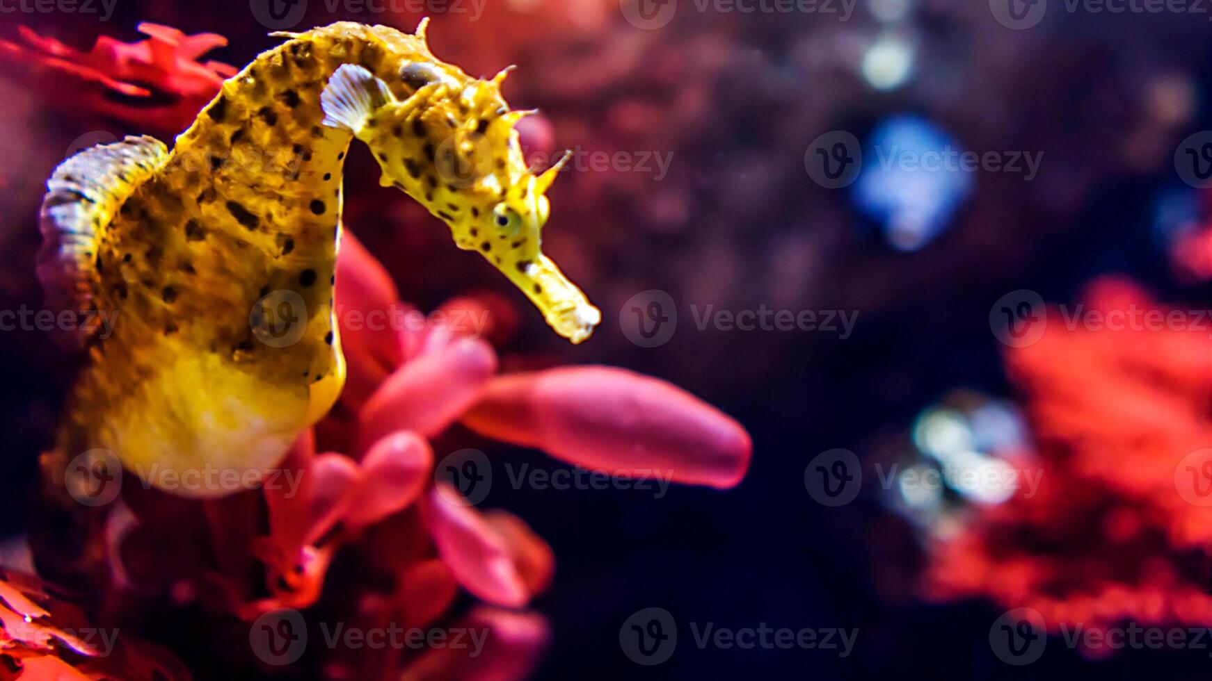 fermer commun coloré hippocampe ou hippocampe guttulatus nager en dessous de eau, la vie marine photo