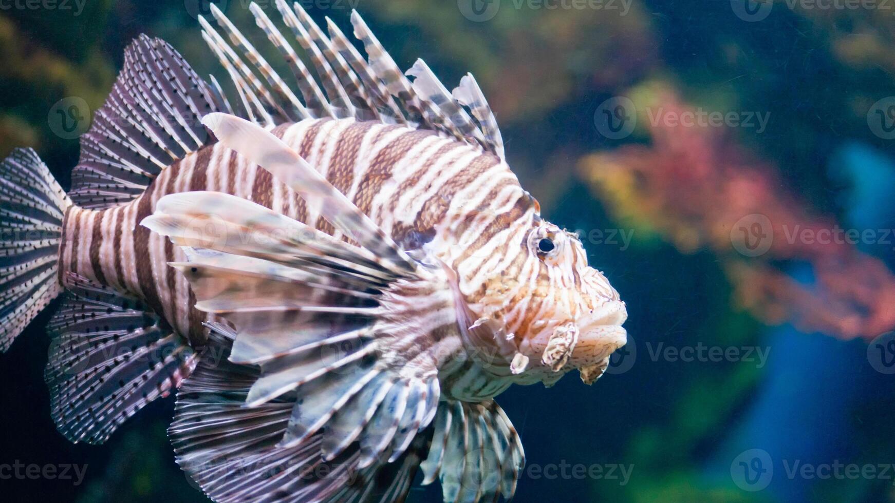 poisson-lion ou ptérois, une magnifique prédateur Lion poisson nage dans chercher de nourriture sous-marin photo