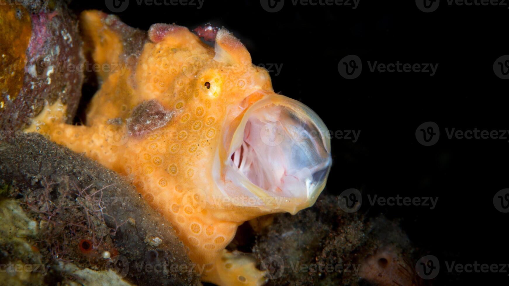 poisson grenouille antenne. incroyable sous-marin monde, grenouille poisson Marin créature photo