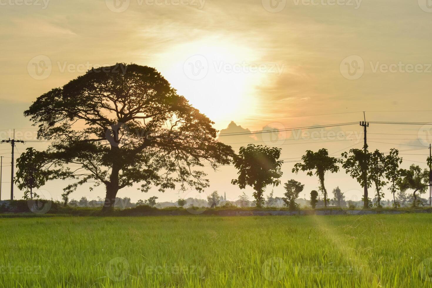 vert paddy dans riz champ et gros arbre avec des nuages sur ciel photo