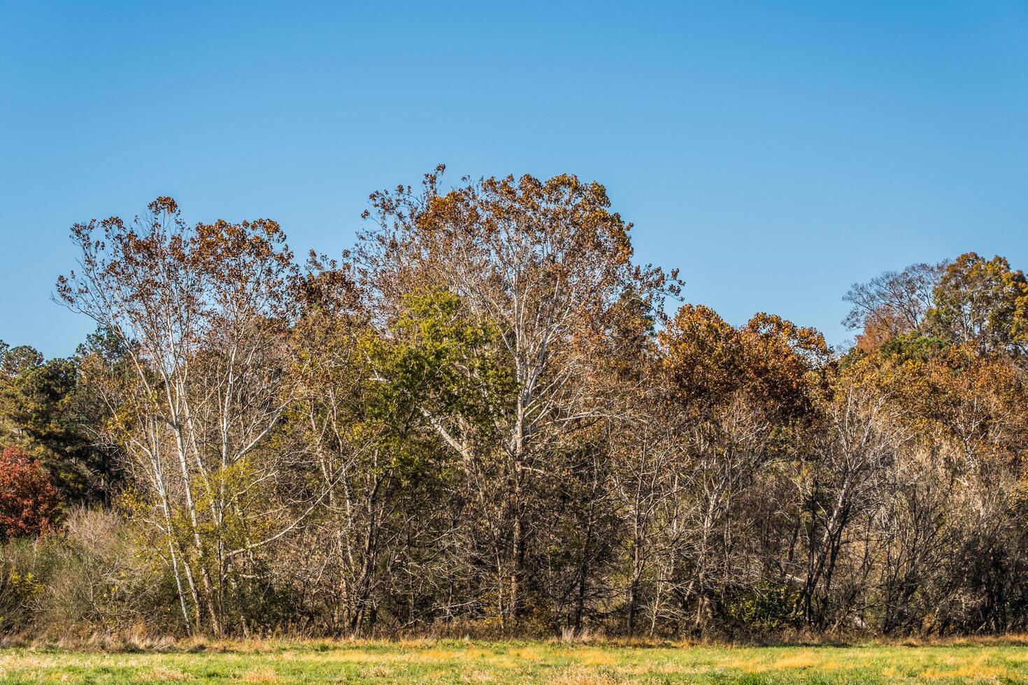 sycomore des arbres dans l'automne photo