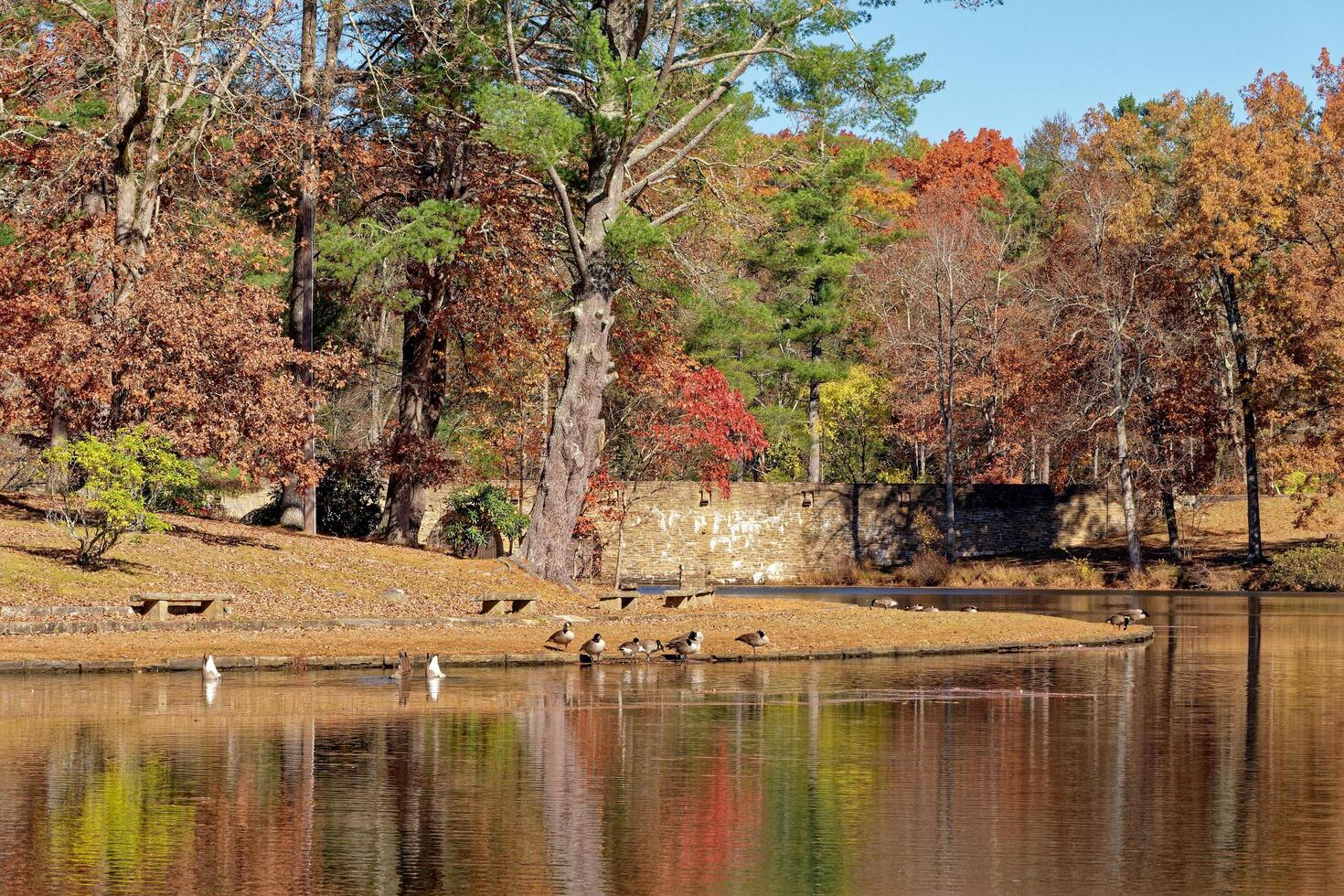 l'automne scène à le cumberland Montagne Etat parc dans Tennessee photo