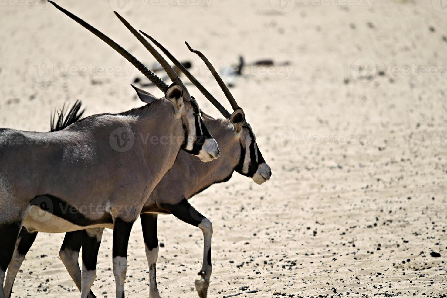 deux oryx antilopes dans le désert photo