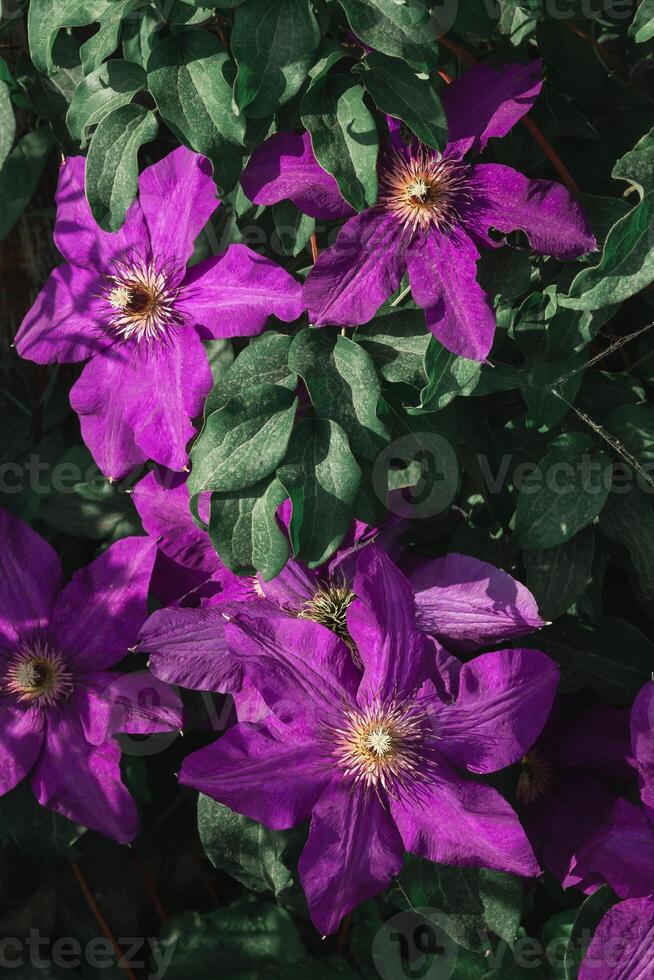 grand violet clématite fleurs pour le plein Cadre. croissance ornemental escalade les plantes dans le jardin photo