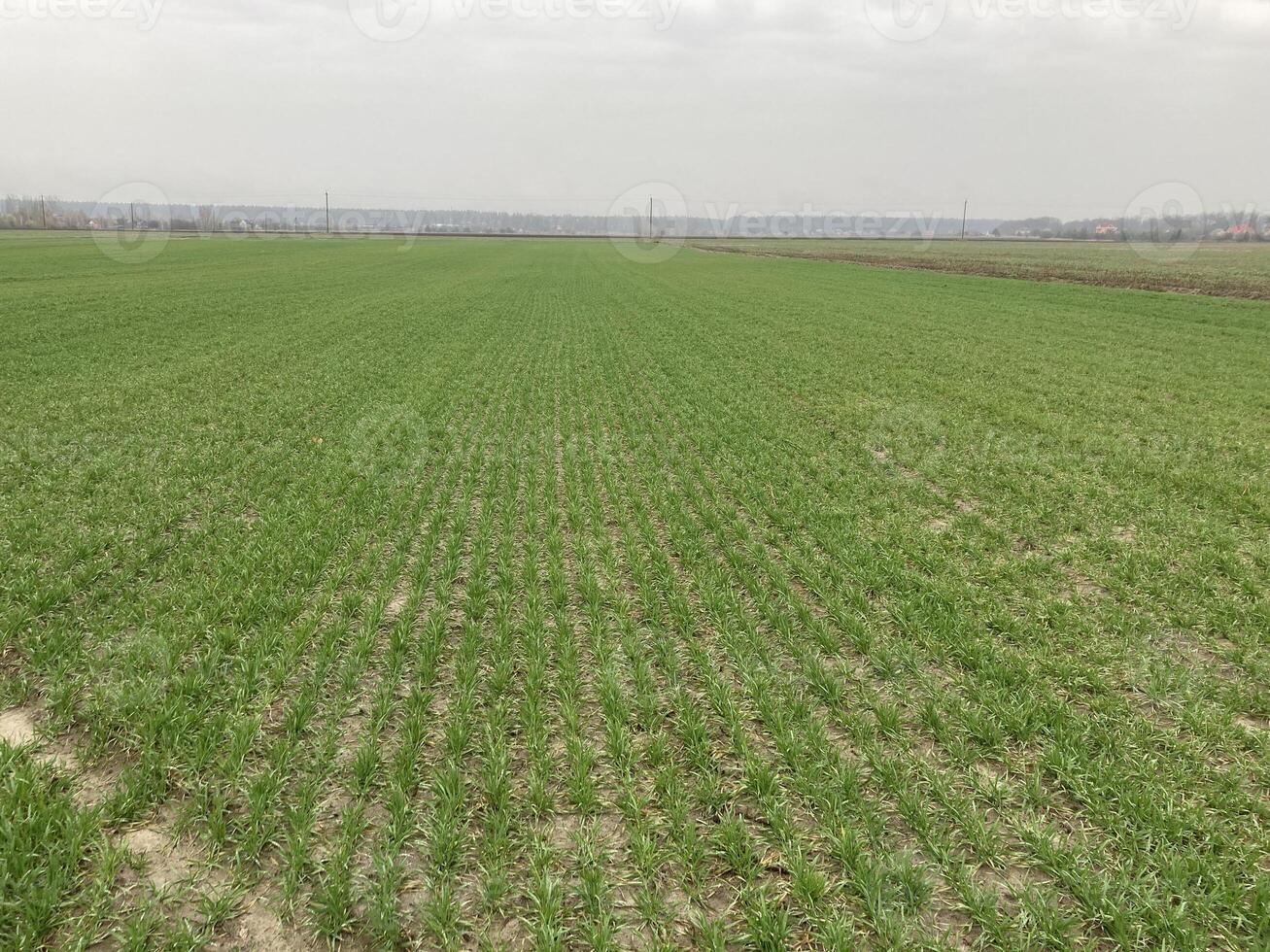 le herbe a ressuscité dans le des champs dans le printemps photo